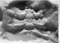 Historisches Foto von Galatheoidea indet. (NHMW-AFW-GEO-BACHMAYER-FOTO-1990-0041-0691)